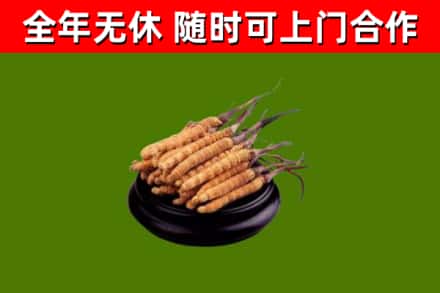 铁锋回收散虫草
